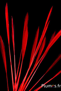 Faisan doré queue strippée - 15-20 cm - rouge